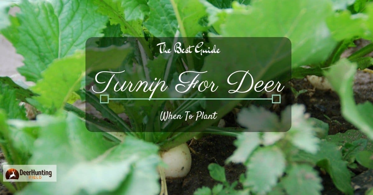 When To Plant Turnips For Deer? Find Your Answer Here