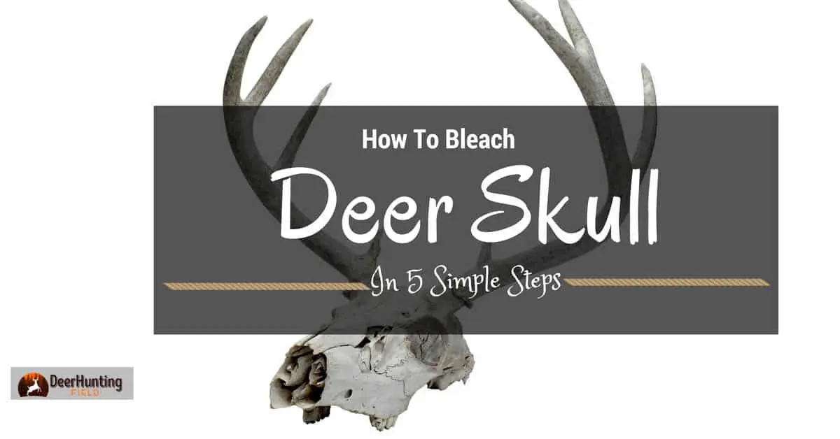 How To Bleach A Deer Skull-No Waste: 5 Simple Steps to a Beautiful Skull Trophy