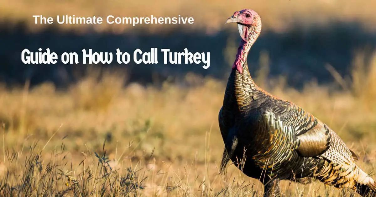 The Ultimate Comprehensive Guide on How to Call Turkey -Turkey Calling Tips