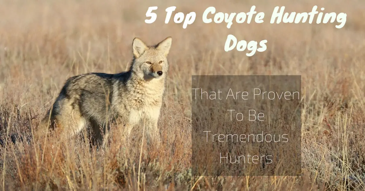 5 Top Coyote Hunting Dogs That Are Proven To Be Tremendous Hunters
