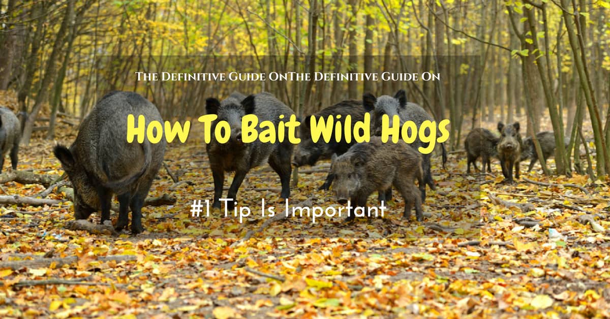 The Definitive Guide On How To Bait Wild Hogs ( #1 Tip Is Important)