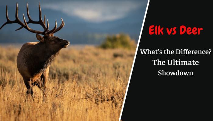 Elk vs Deer: What’s the Difference? The Ultimate Showdown