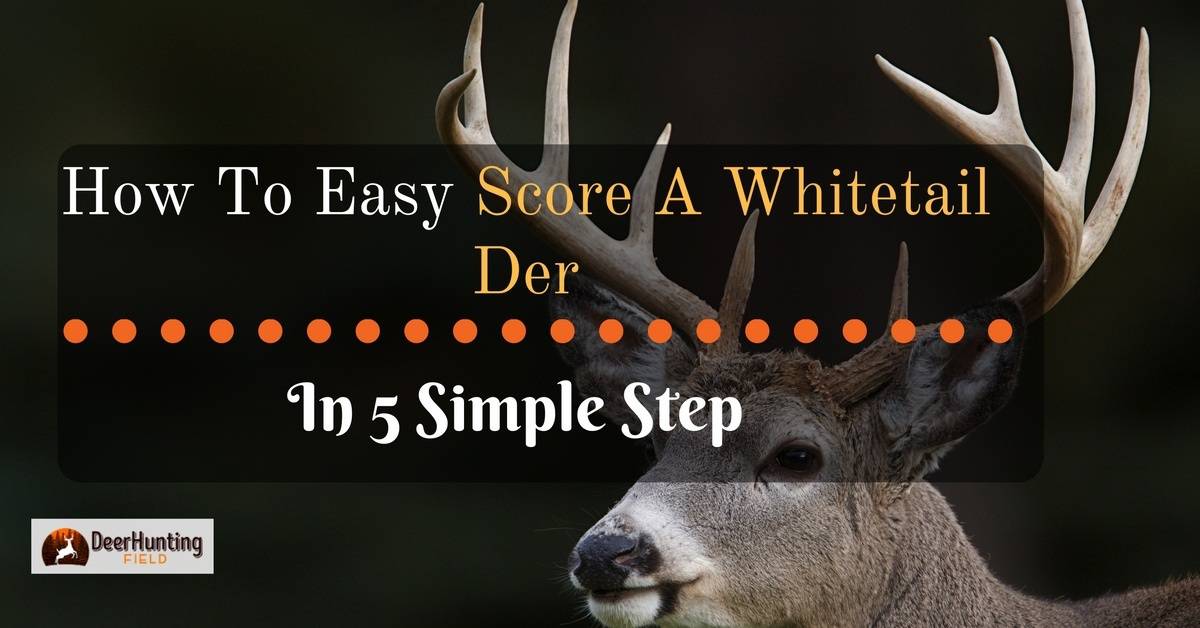 How To Score A Whitetail Deer-How To Easily Score A White Tail Deer In 5 Simple Steps