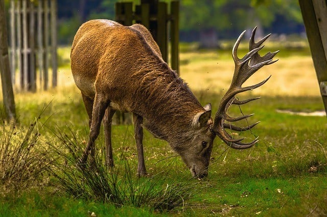how to score a whitetail buck