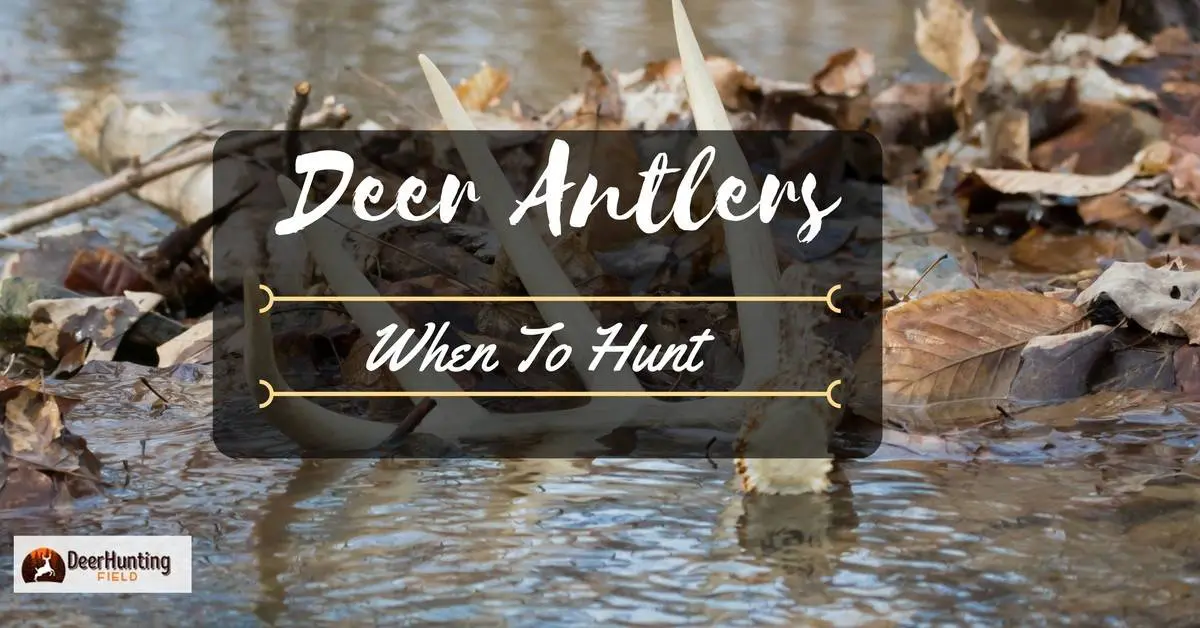 When Do Bucks Shed Their Antlers? Want to Know When to Hunt For Antlers?
