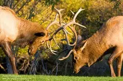 Best boot for elk Hunting season