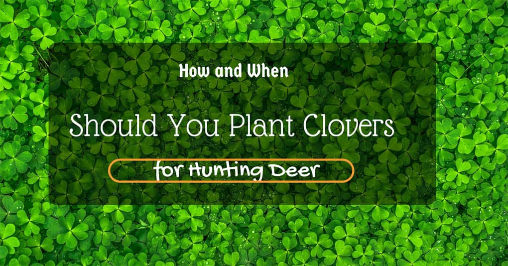When to Plant Clover For Deer – How and When Should You Plant Clovers for Hunting Deer?