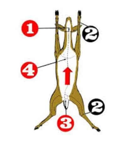 How to gut a deer step by step 3