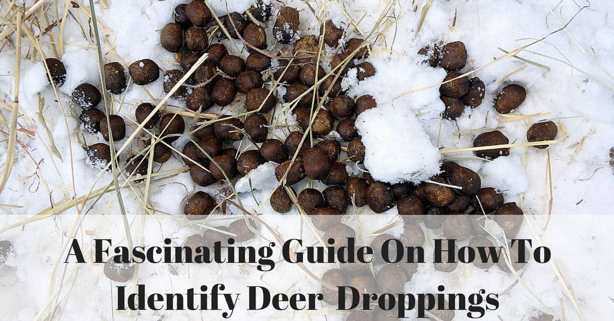 What Does Deer Poop Look Like? What Does Deer Scat (Deer Droppings) Look Like?