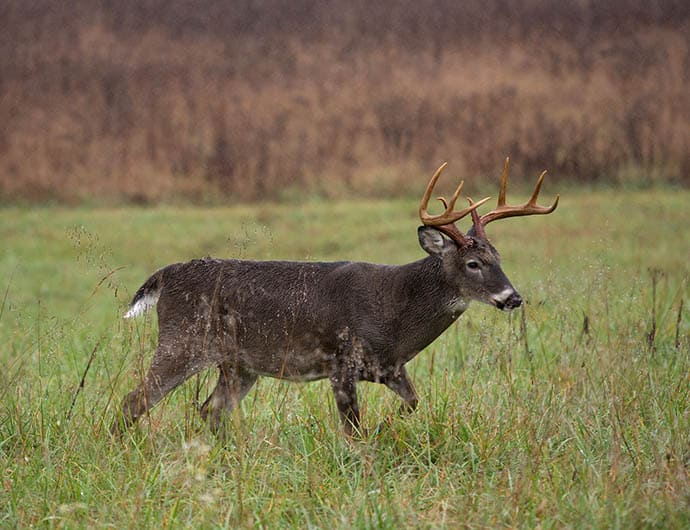 White-tailed Deer Buck In Rain