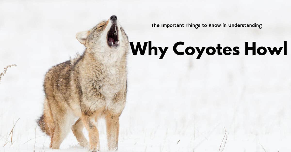 The Important Things to Know in Understanding Why Coyotes Howl