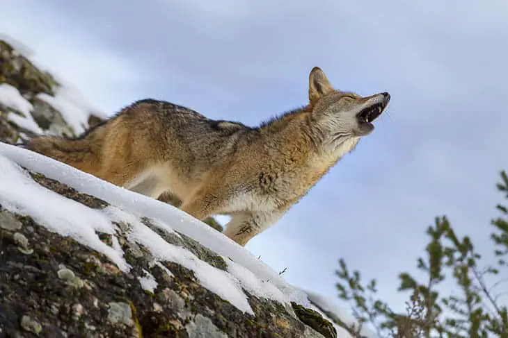 A Coyote searches for a meal in the snowy mountains of Montana.