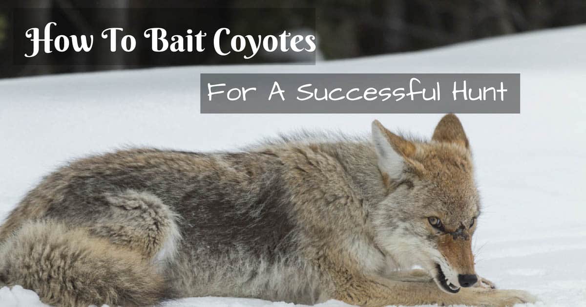 How To Bait Coyotes