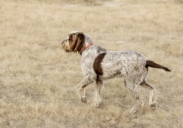 Italian Spinone