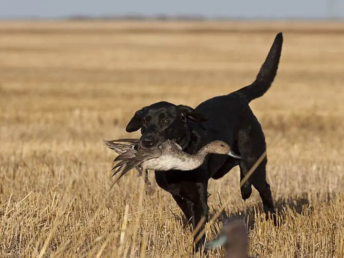 Duck hunting in the autumn on the prairie