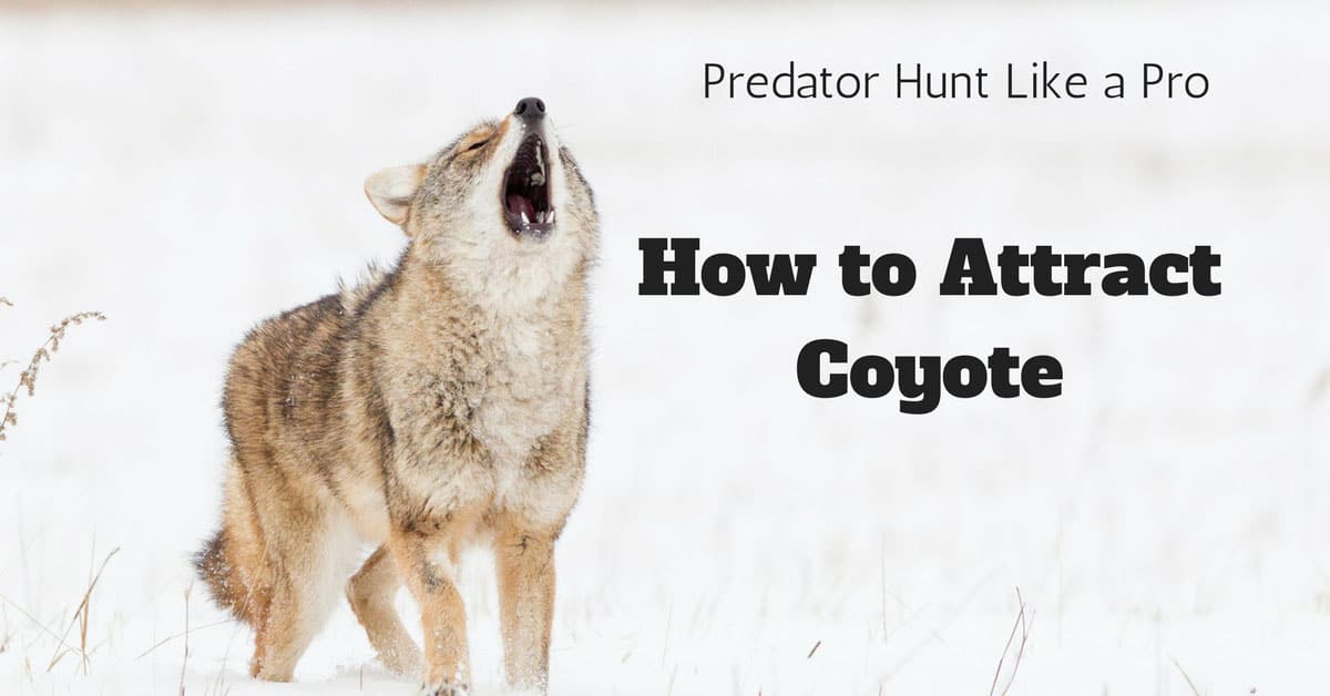 How to Attract Coyote