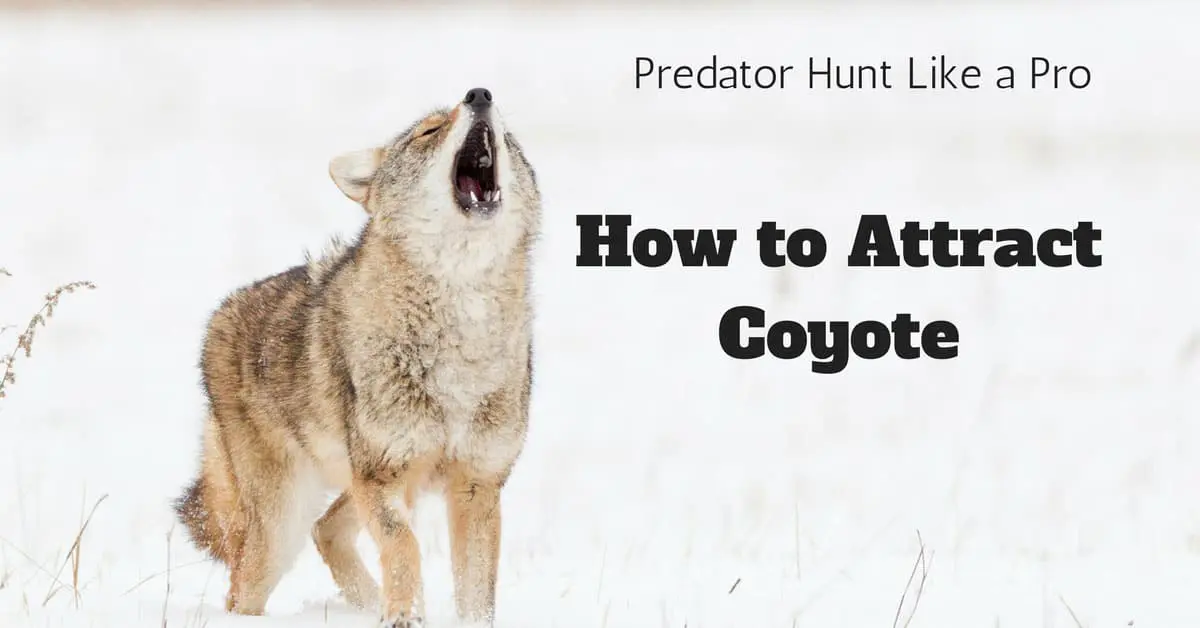 How to Attract Coyote: Predator Hunt Like a Pro