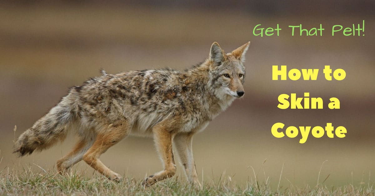 Get That Pelt! How to Skin a Coyote