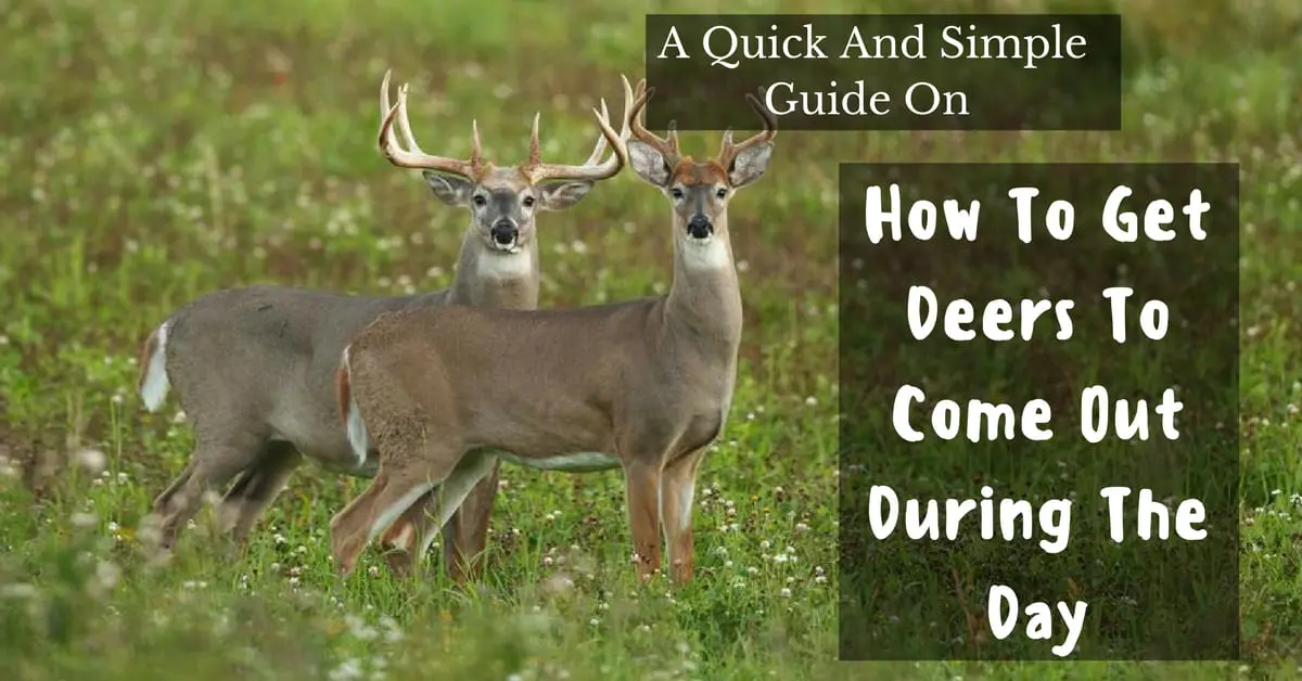 A Quick And Simple Guide On How To Get Deer To Come  Out During The Day