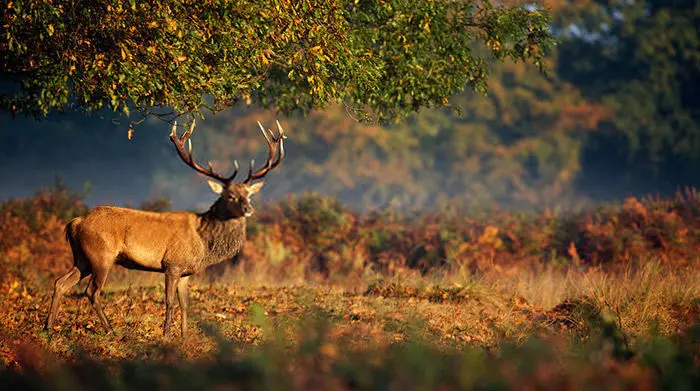How To Hunt Deer – 21 Deer Hunting Tips and Tricks that will make you an Expert Hunter