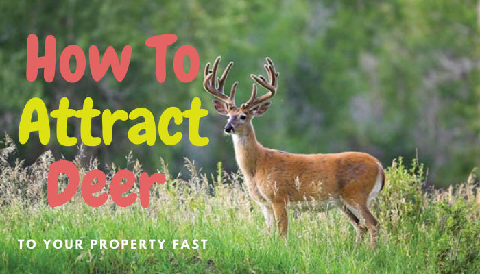 How To Attract Deer
