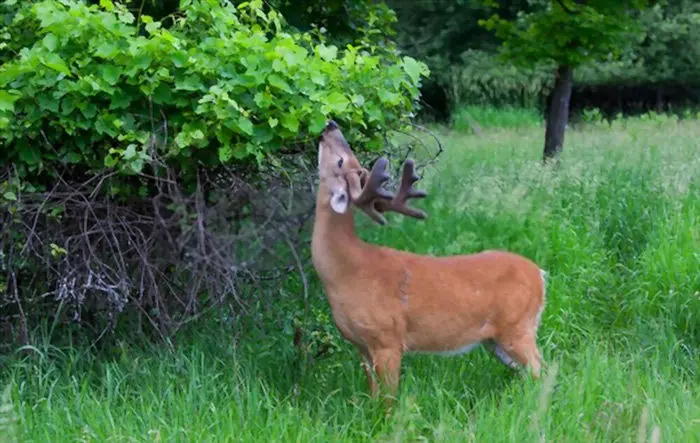 best way to attract deer