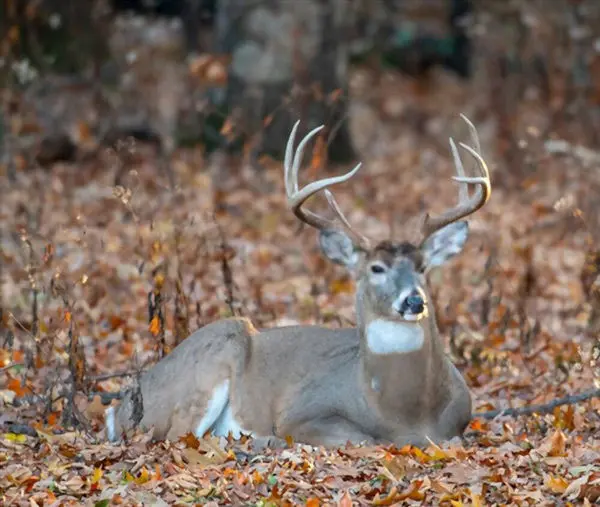 Build big buck bedding cover.