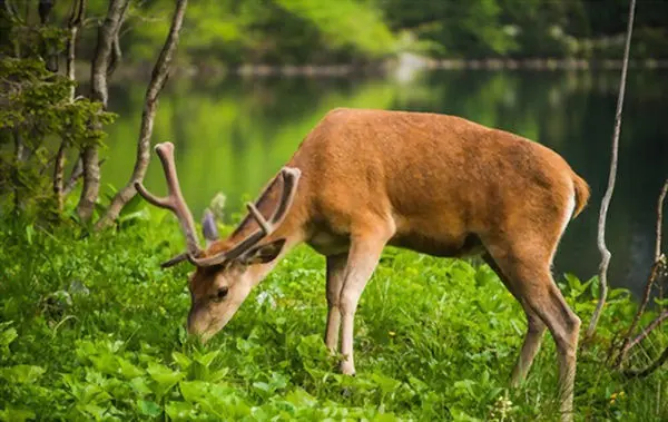 how to attract deer fast