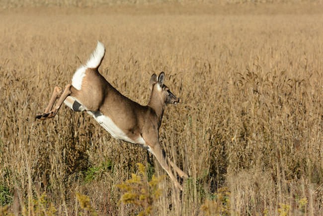 Whitetail deer doe running 